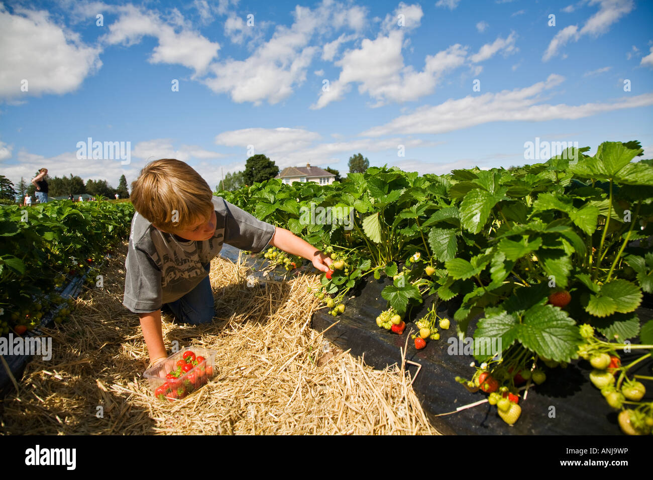 Young boy picking strawberries in field Stock Photo - Alamy
