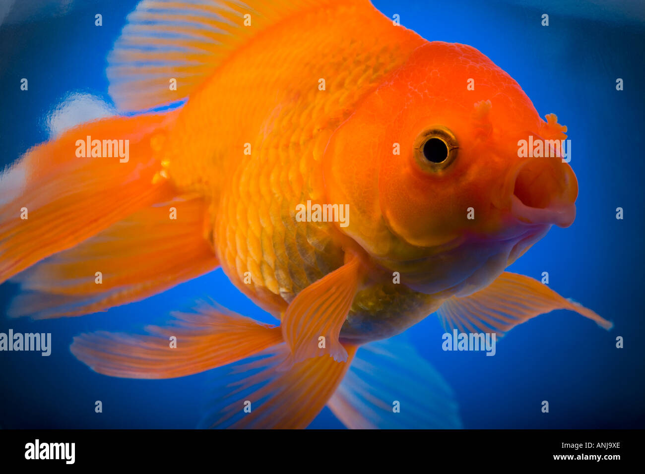 Detailed view of goldfish Stock Photo