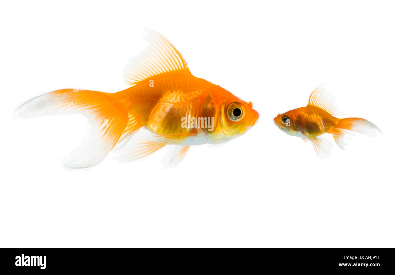 Two goldfish Stock Photo