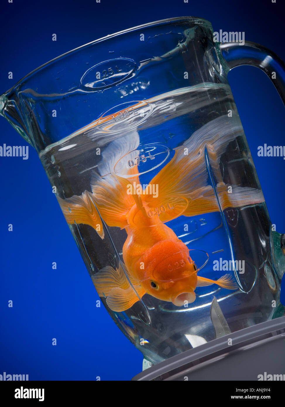 Close up of a goldfish in a blender jar Stock Photo