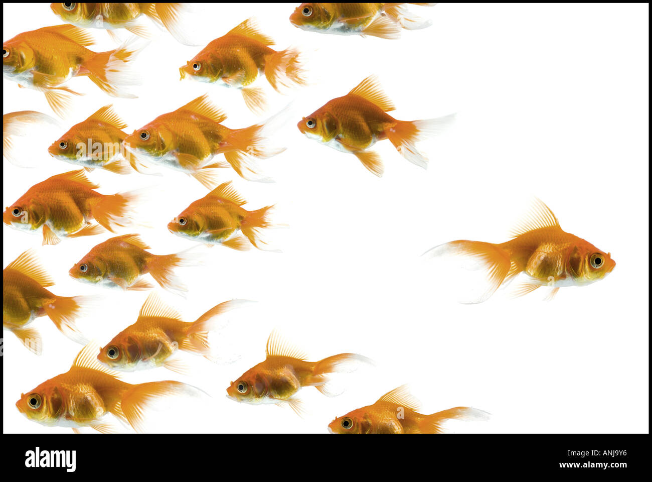 Close up of a school of goldfish Stock Photo