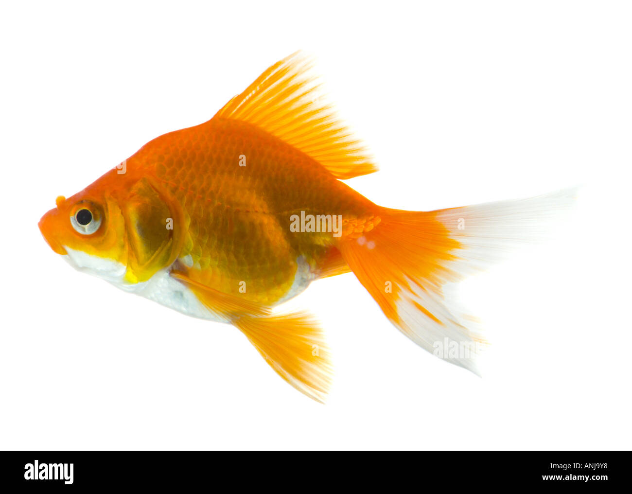 Goldfish cutout Stock Photo