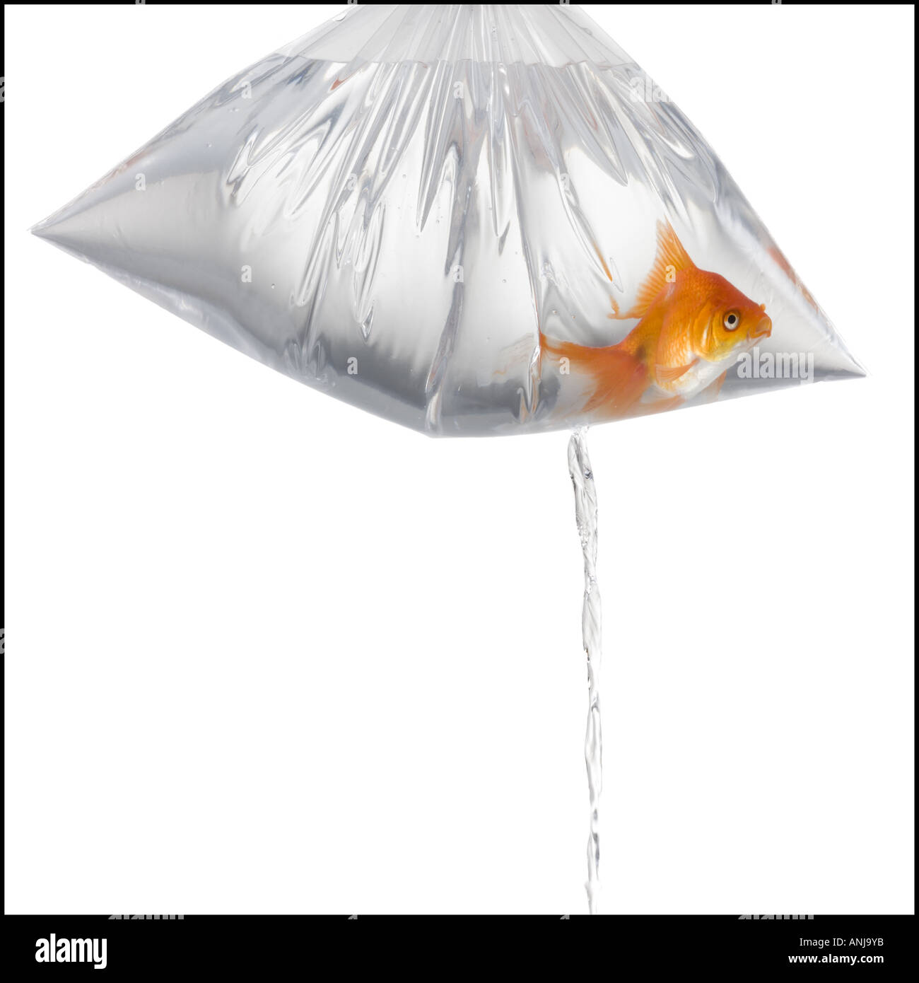 Close up of a goldfish in a plastic bag filled with water leaking Stock Photo
