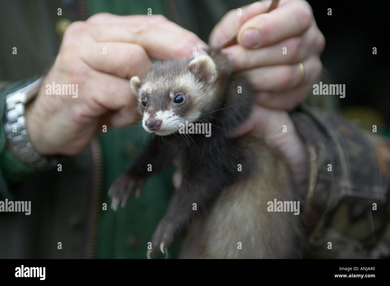 Ferret hunting rabbits hires stock photography and images Alamy