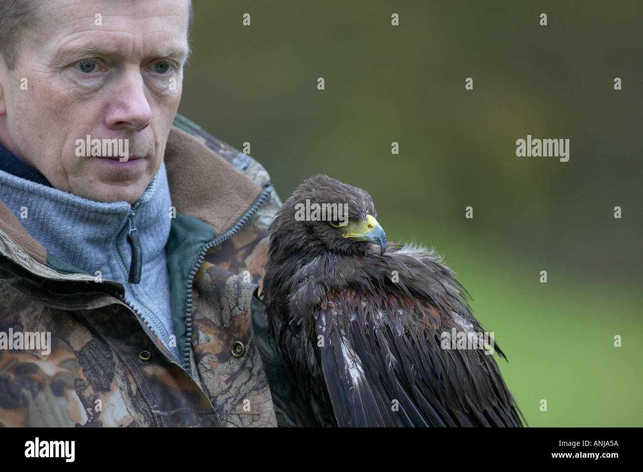 Falconer with Harris Hawk Stock Photo Alamy