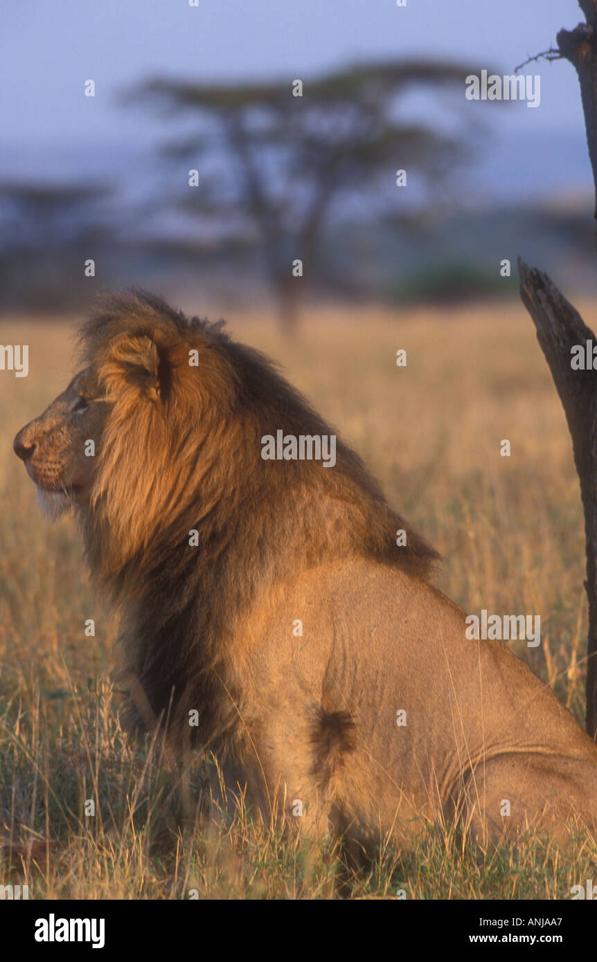 Lion Panthera leo Stock Photo - Alamy