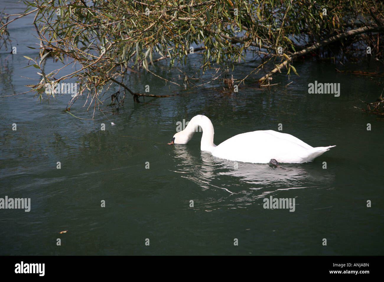 Swan swimming on river feeding Stock Photo