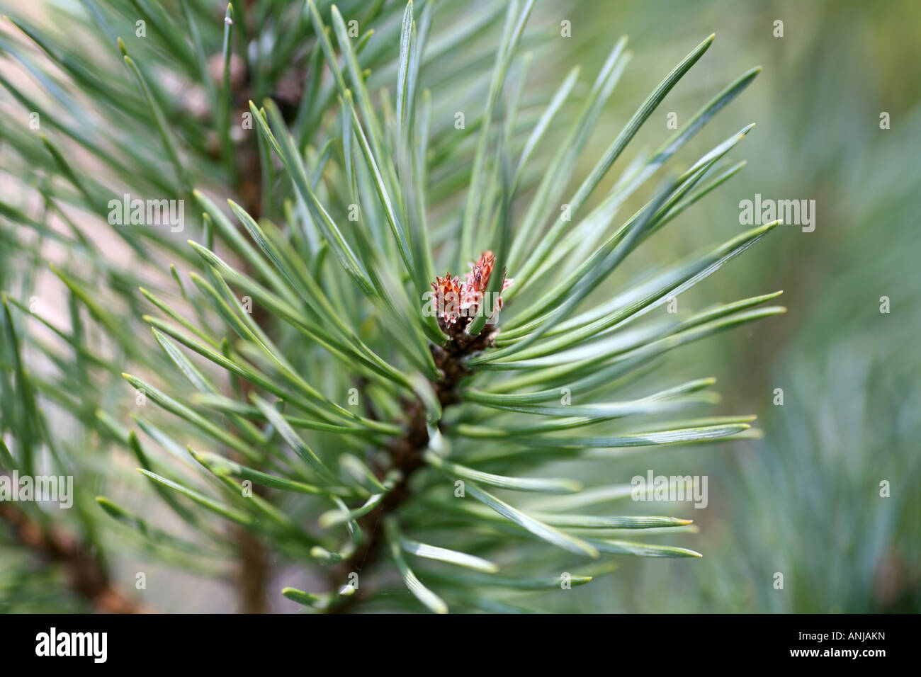 pine needles close up Stock Photo