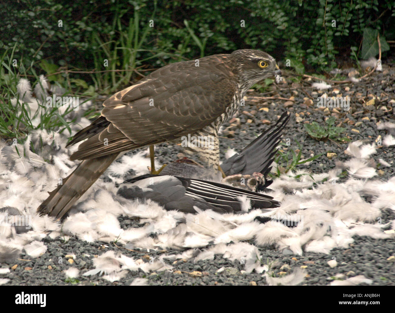 Wild Female Sparrowhawk with prey Stock Photo