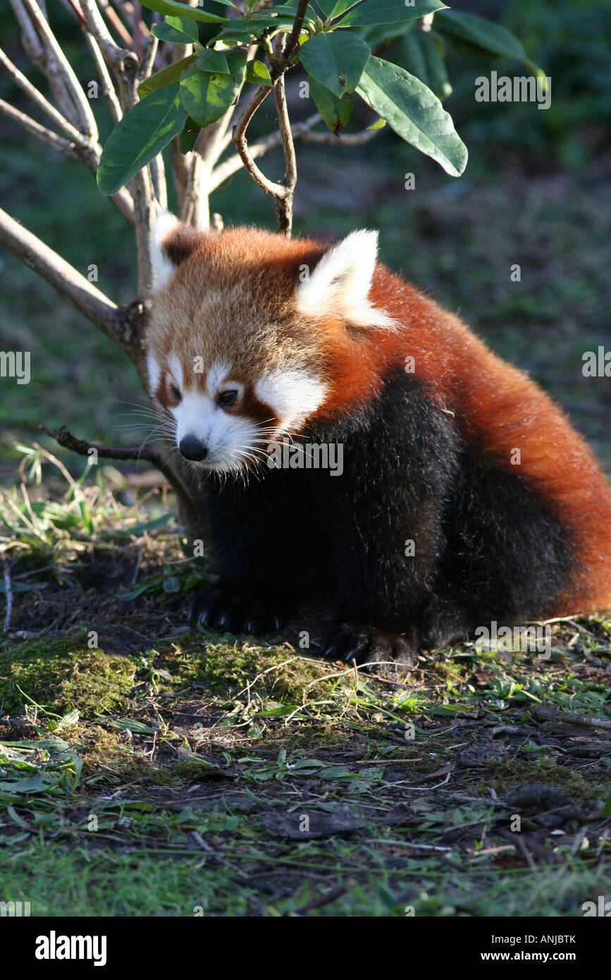 Red Panda Baby Stock Photo Alamy