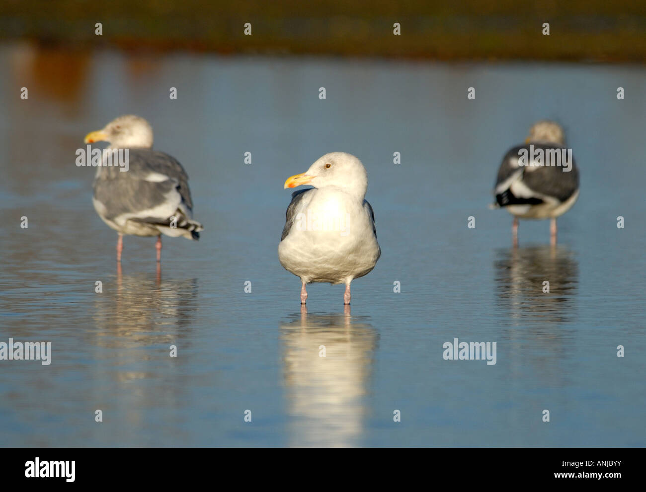 Herring Gulls standing in rain flooded water puddle Stock Photo