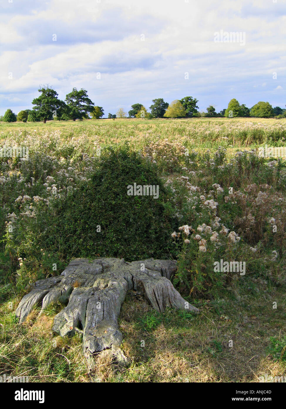 Tree stump, meadows and trees in the fields around Belvoir Castle and Woolsthorpe, Leicestershire Stock Photo