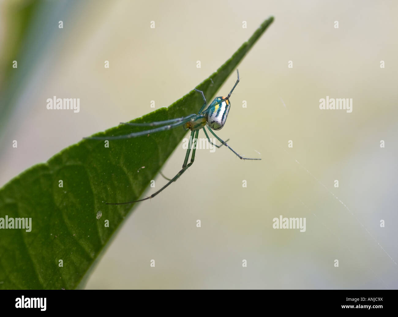 Orchard Orbweaver Spider Leucauge venusta Stock Photo