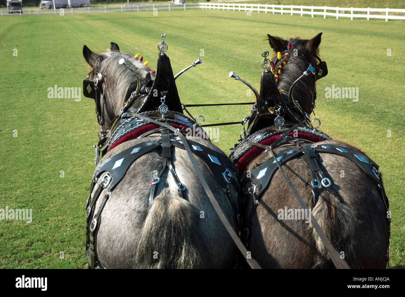 Team of Brabant Draft Horses pulling a hitch Stock Photo