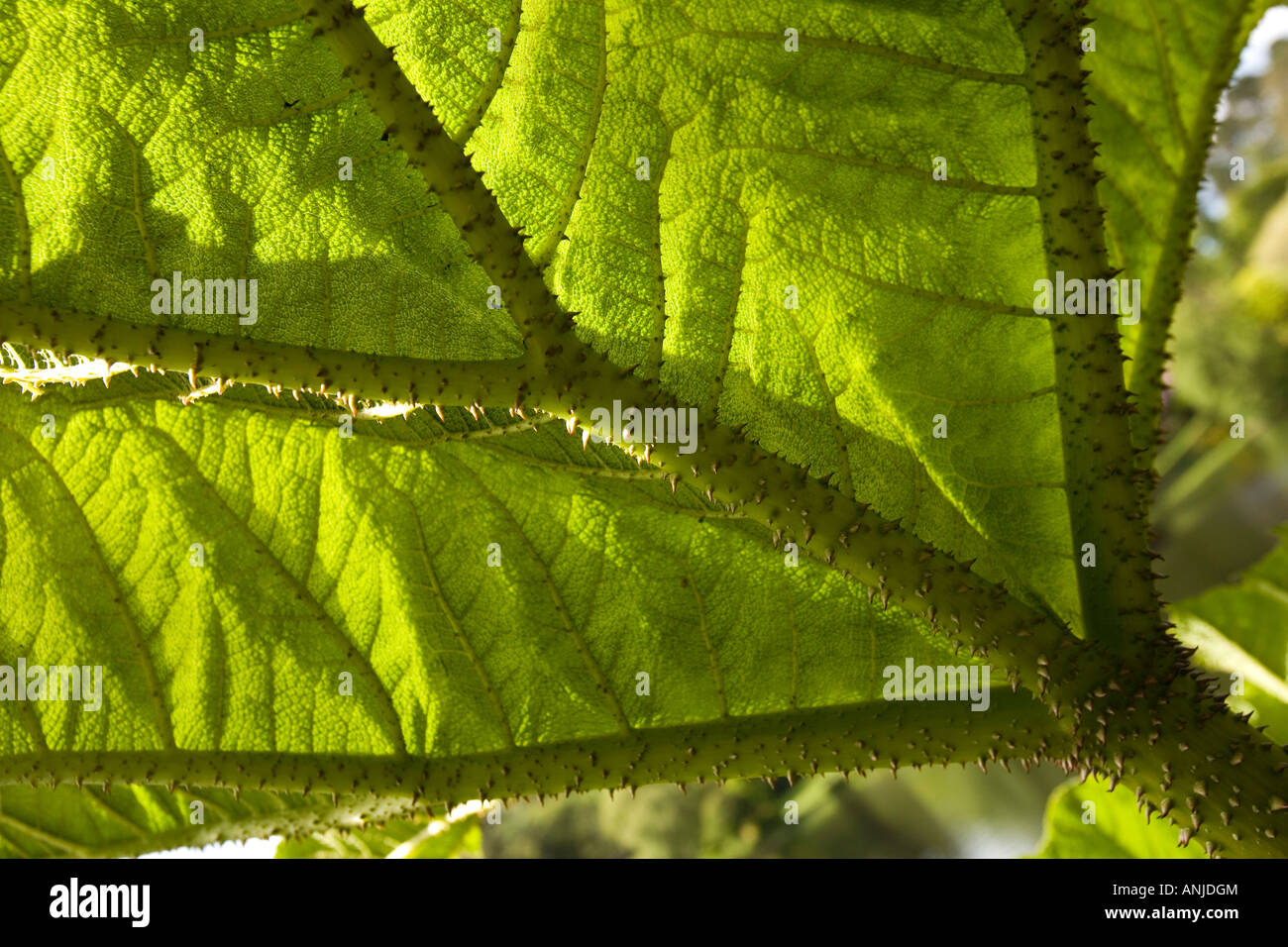 UK Northern Ireland County Down Mount Stewart House Gardens leaf of Gunnera manicata Chilean Rhubarb Stock Photo