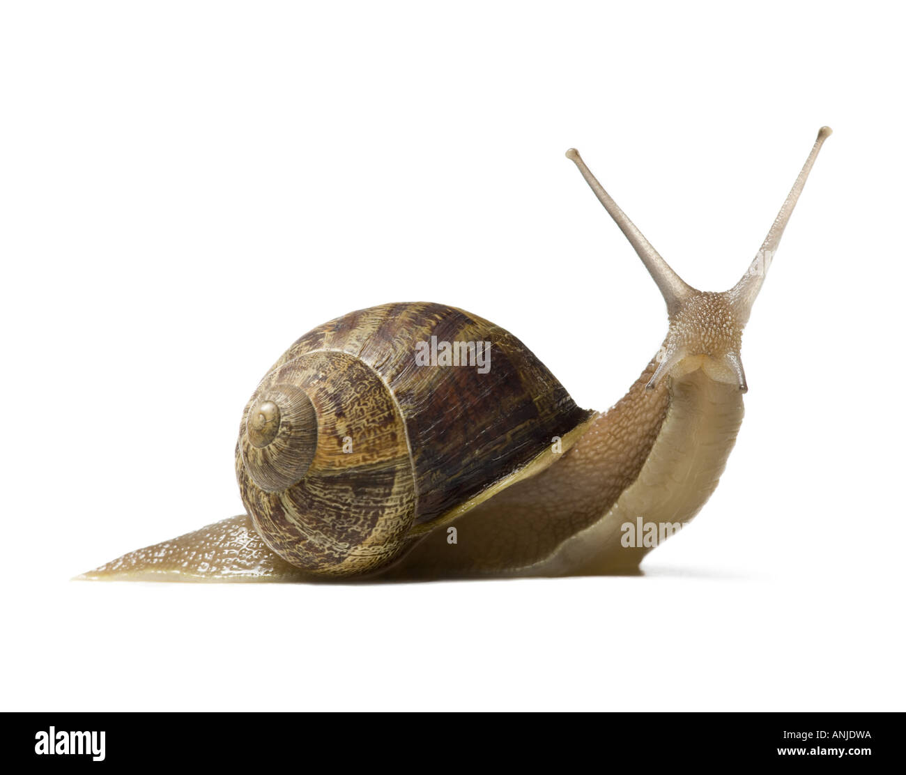 Close up of a snail on a white background silhouette Stock Photo