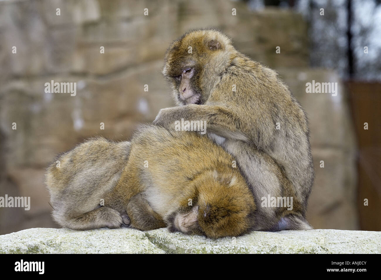 two Barbary apes lousing / Macaca silvanus Stock Photo