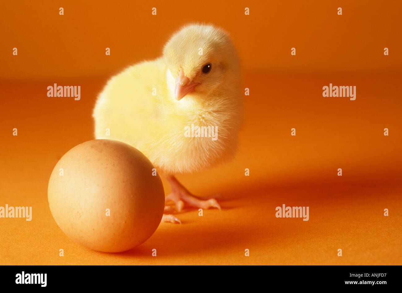 Chick hatch egg hi-res stock photography and images - Alamy