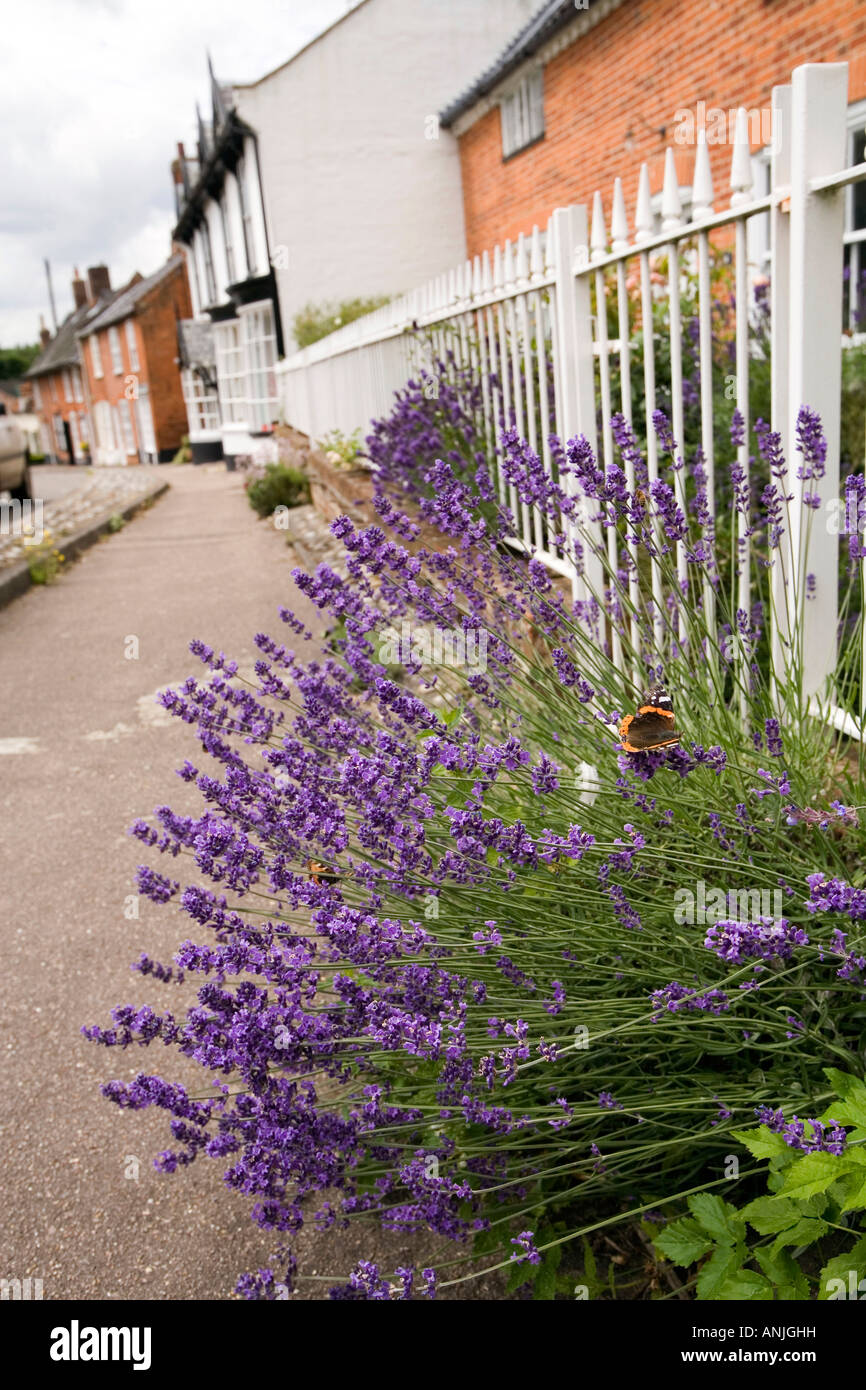 UK Suffolk Southwold Wangford village red admiral butterfly on lavender in High Street selectively focussed Stock Photo