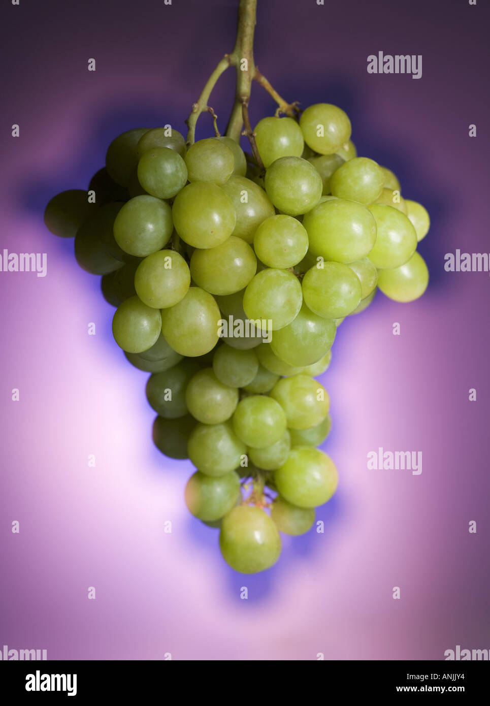 Close up of a bunch of grapes Citrus paradisi Stock Photo - Alamy