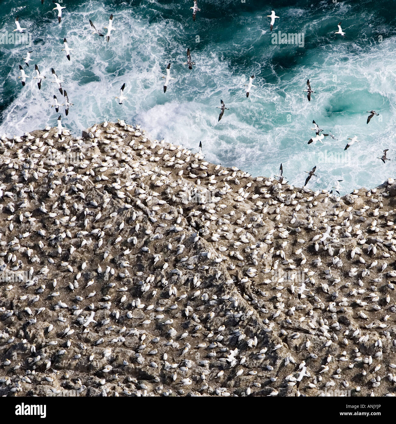 Aerial photographs of birds in the cliffs of island Eldey Stock Photo