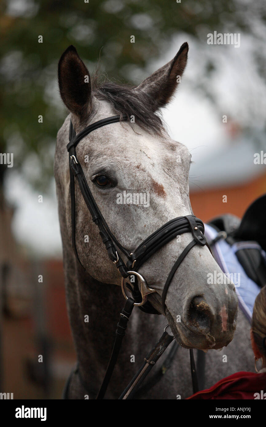 The saddle horse for equitation Stock Photo