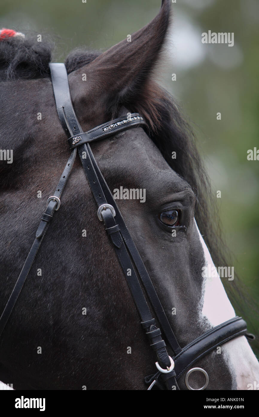 The saddle horse for equitation Stock Photo