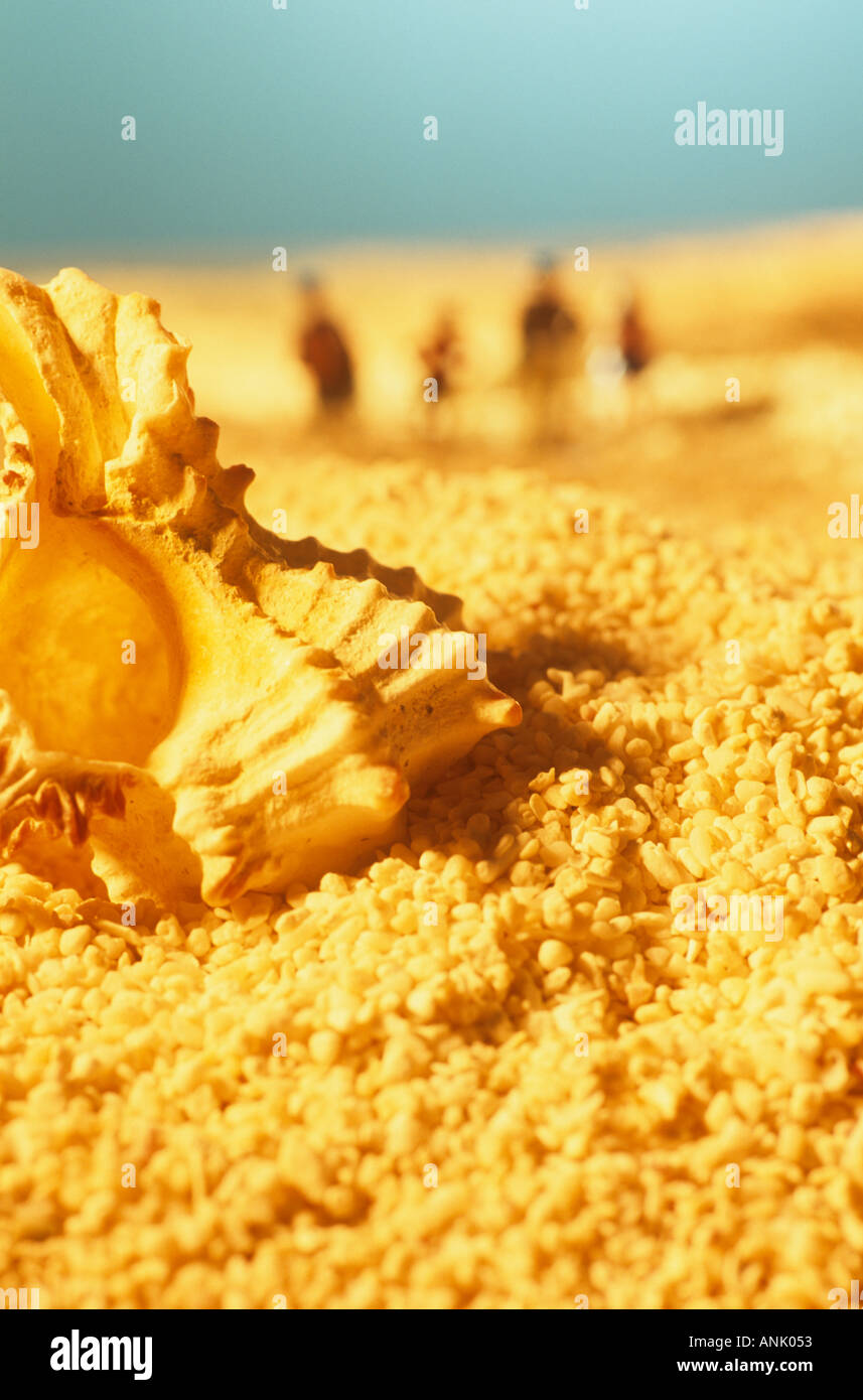 Shell on beach Stock Photo Alamy