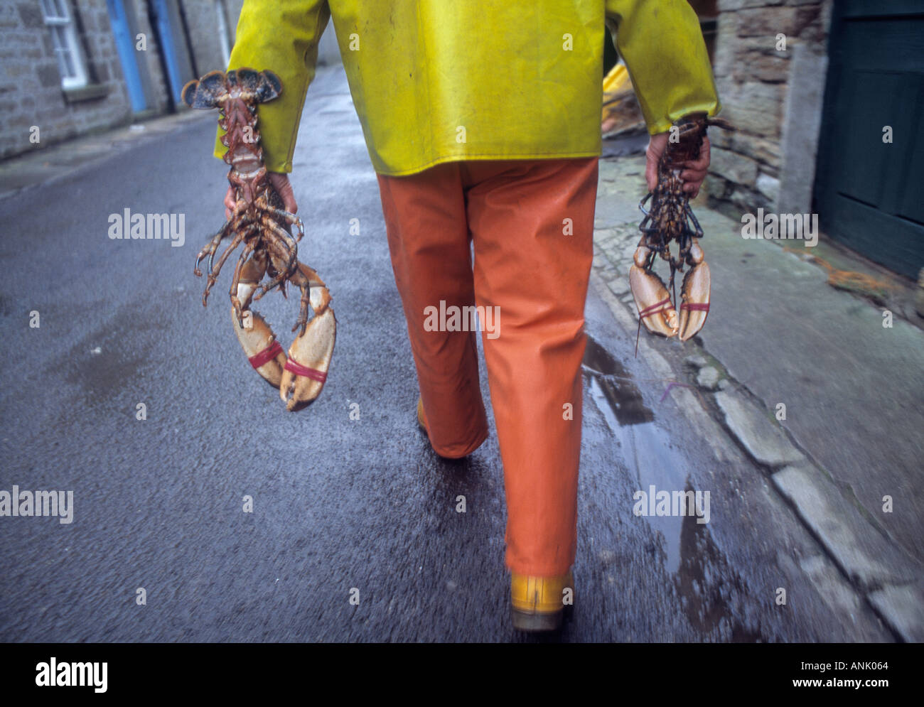 Lobster fisherman returns home with the day s catch Orkney Scotland Stock Photo