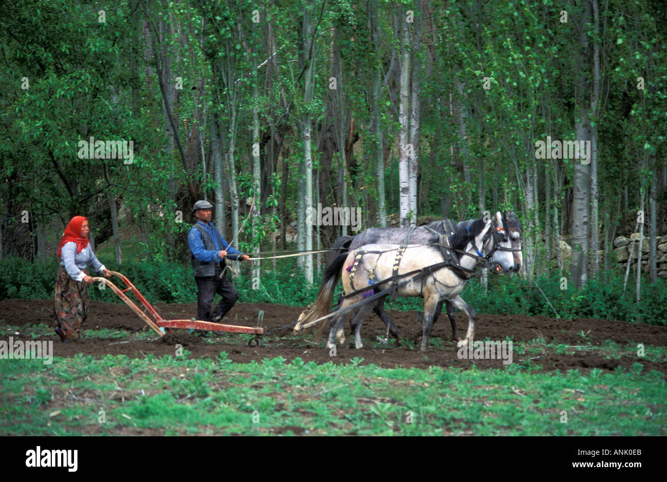 Farmers using traditional plow in Adapazari Turkey Stock Photo