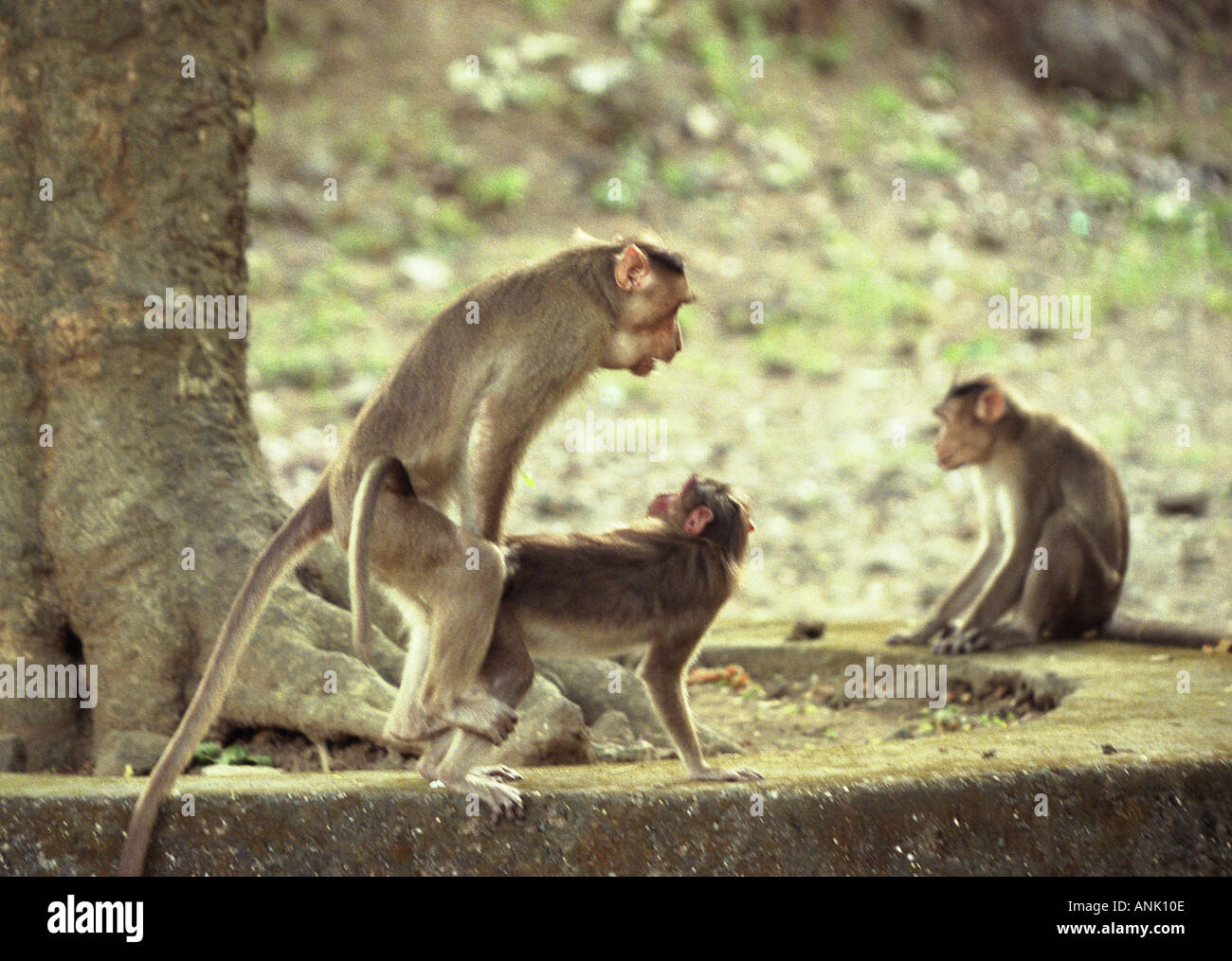 monkeys having sex on elephant island off the coast of mumbai india Stock Photo Alamy