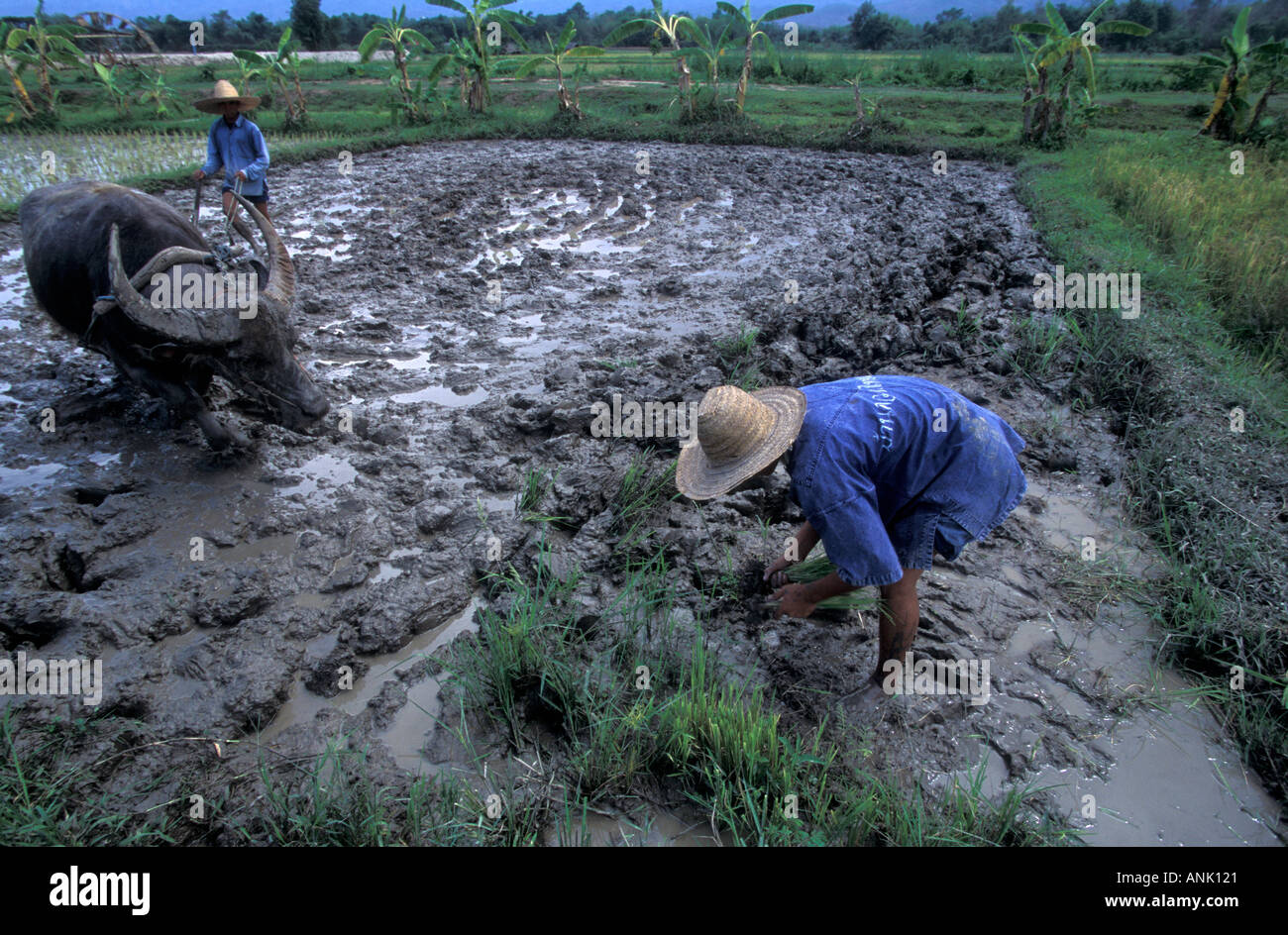 Farmers ploughing rice field Chiang Mai Thailand Stock Photo
