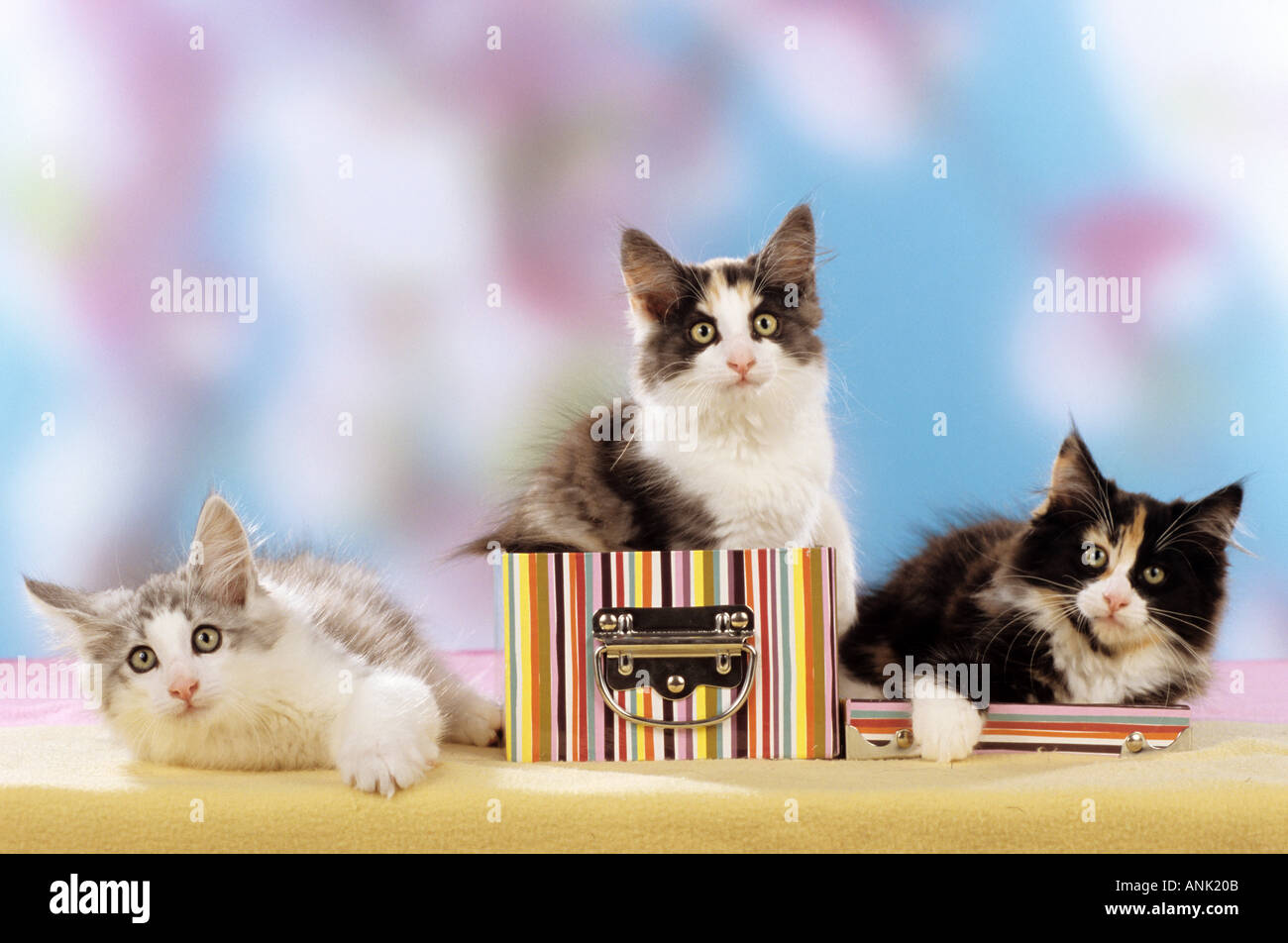 three young Norwegian forest cats Stock Photo