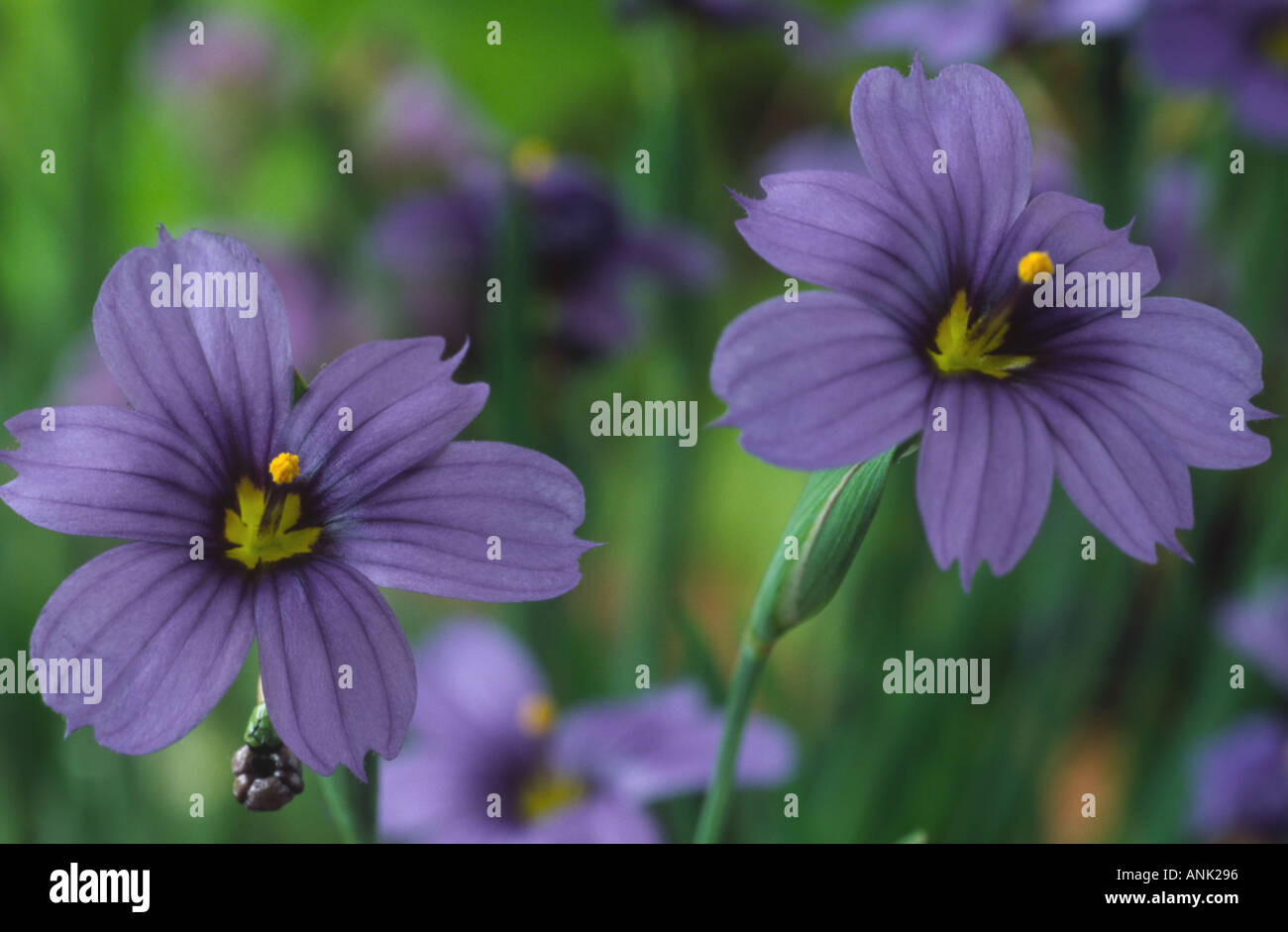 Sisyrinchium 'E. K. Balls'. Stock Photo