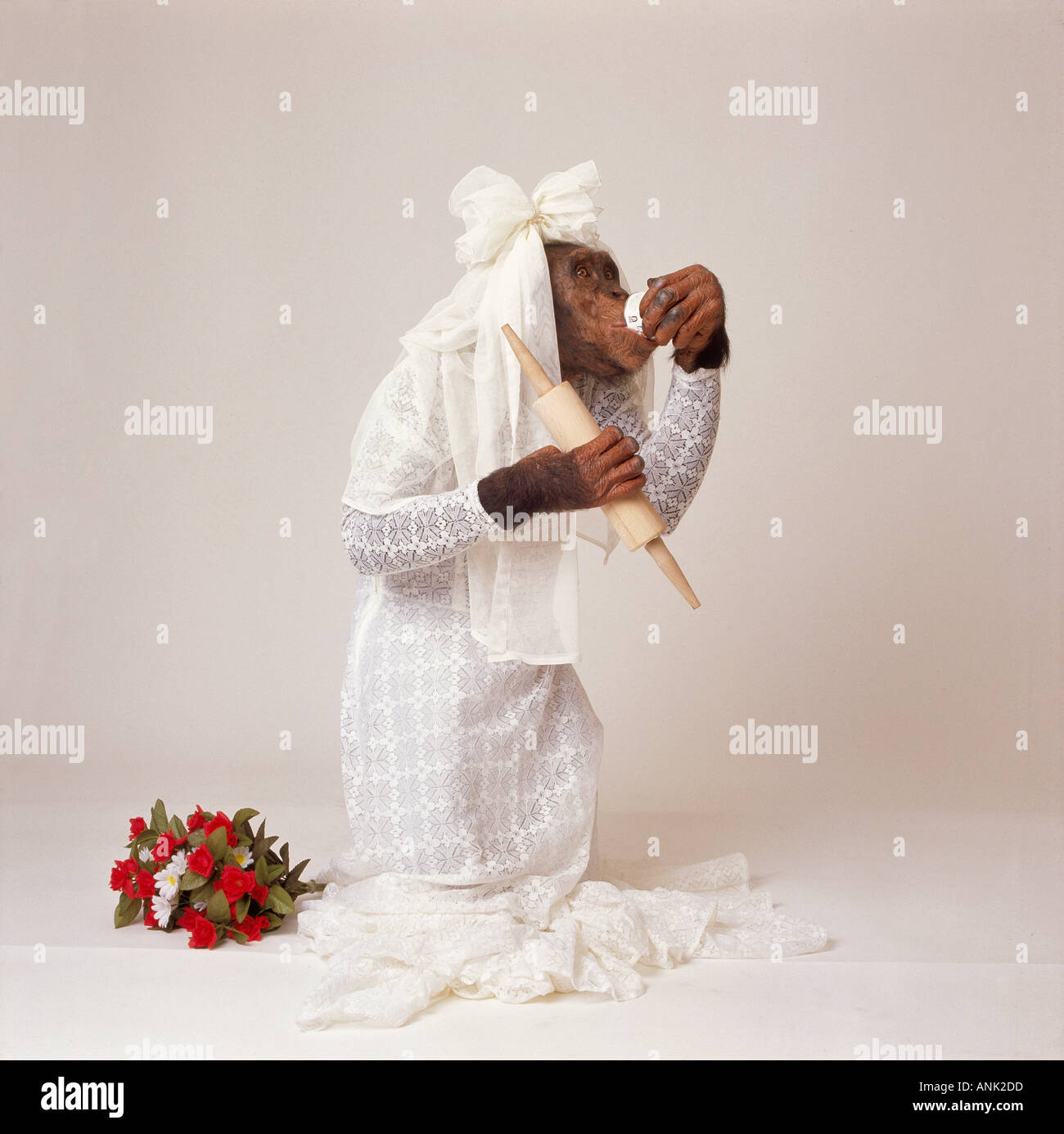 savanna chimpanzee as bride with rolling pin and cup / Pan troglodytes  Stock Photo - Alamy