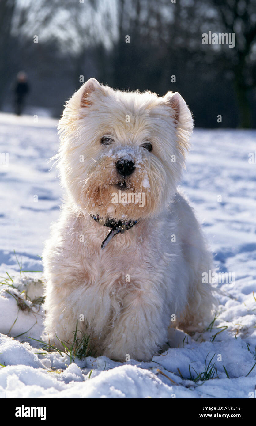 West Highland White Terrier dog in snow Stock Photo