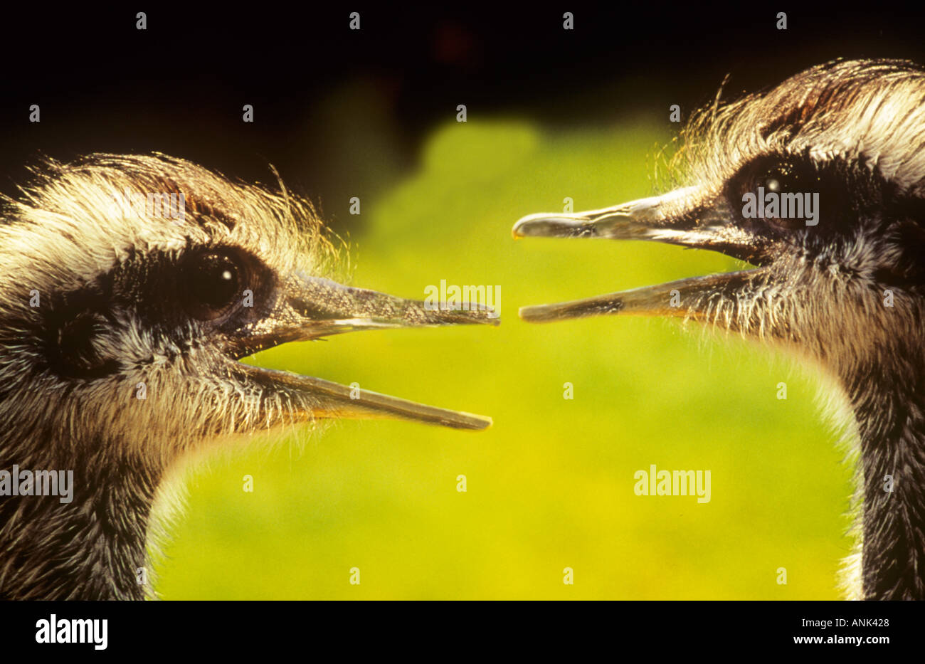 Two rheas hi-res stock photography and images - Alamy