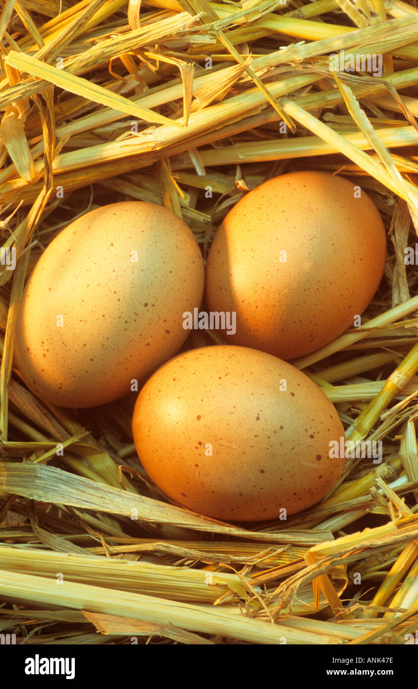 Three eggs in a nest Stock Photo Alamy