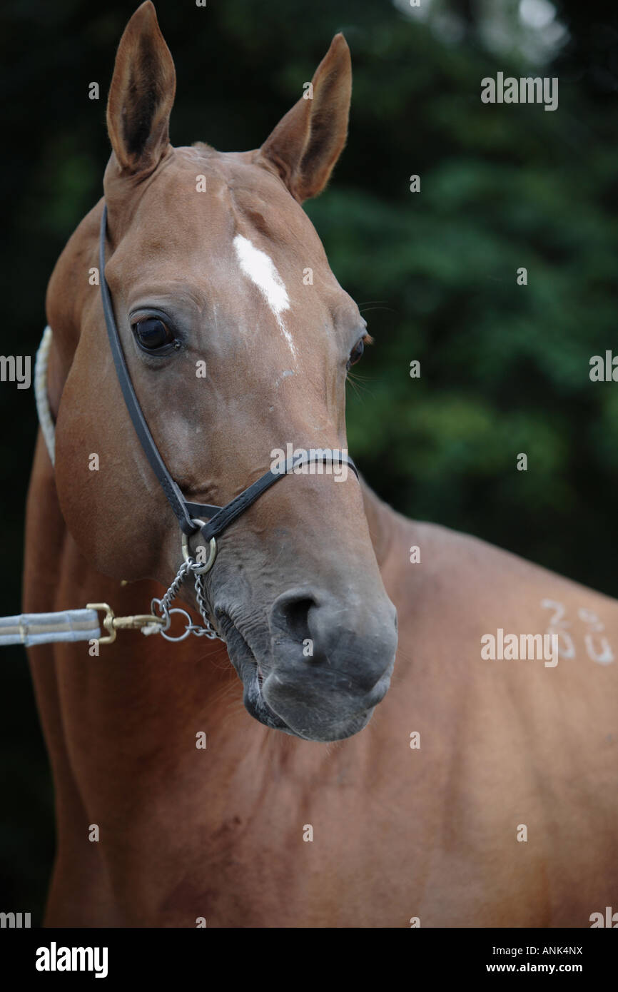 The Akhal-Teke horse Stock Photo