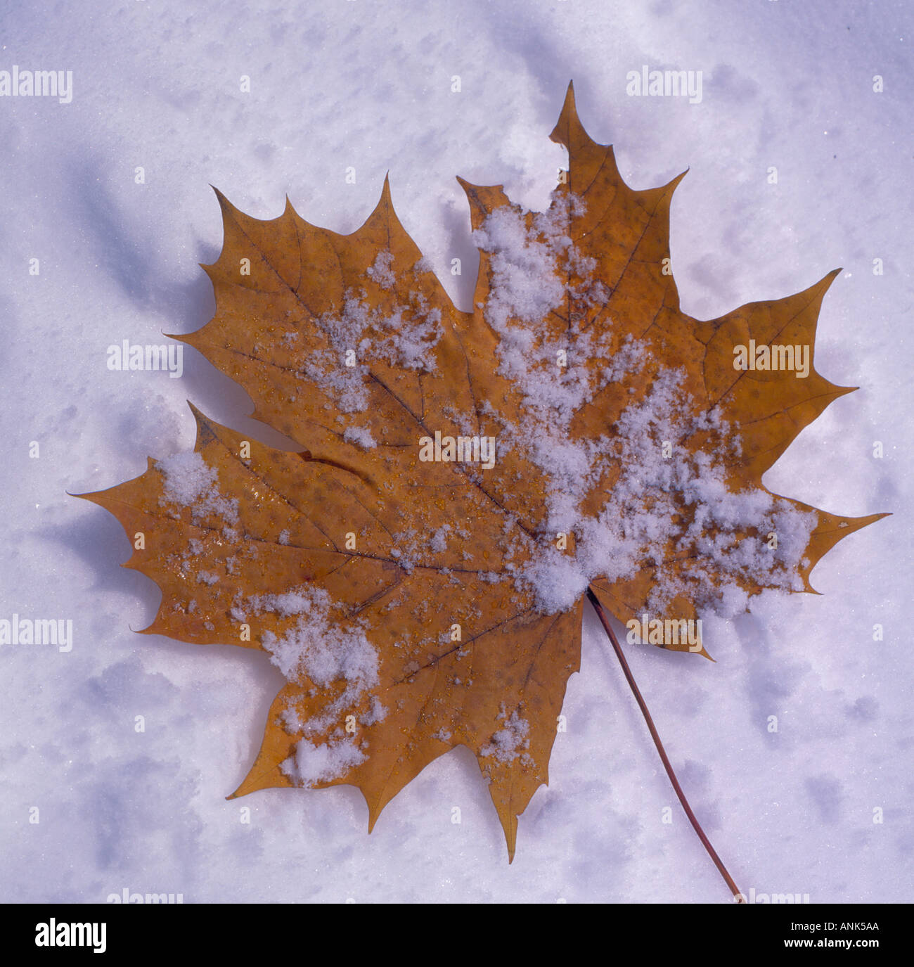 Circle canada day maple leaf hi-res stock photography and images - Alamy