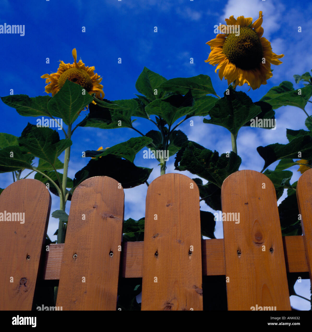 Sunflowers wooden fence hi-res stock photography and images - Alamy