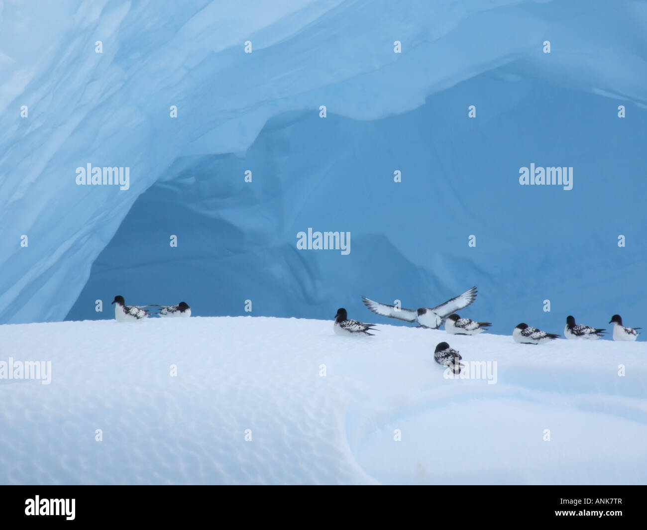 Cape petrels resting on an iceberg in the Scotia Sea, Southern Ocean. Stock Photo