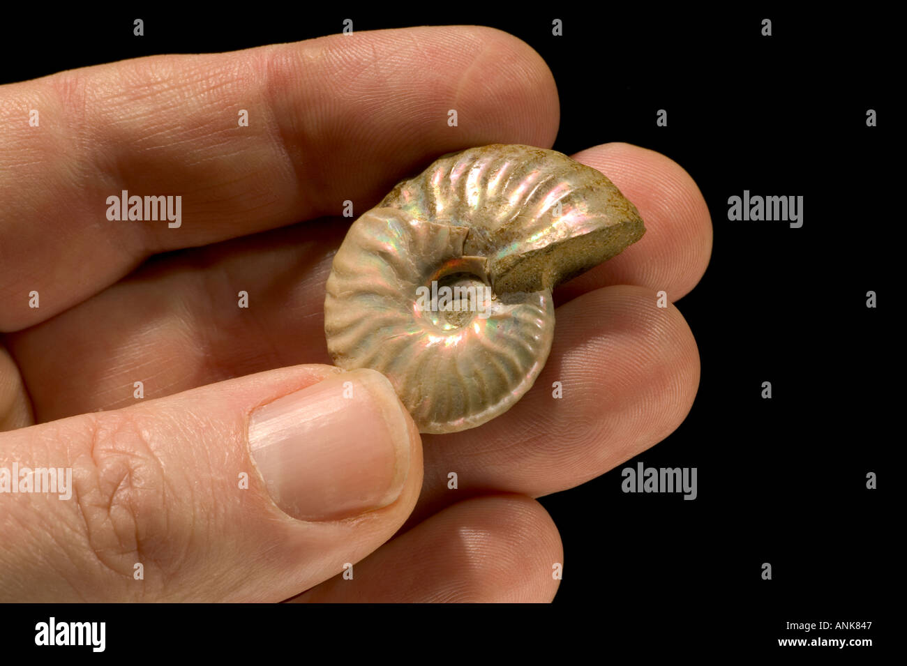 iridescent ammonite Gastroplites Canada Arctic fossil Stock Photo