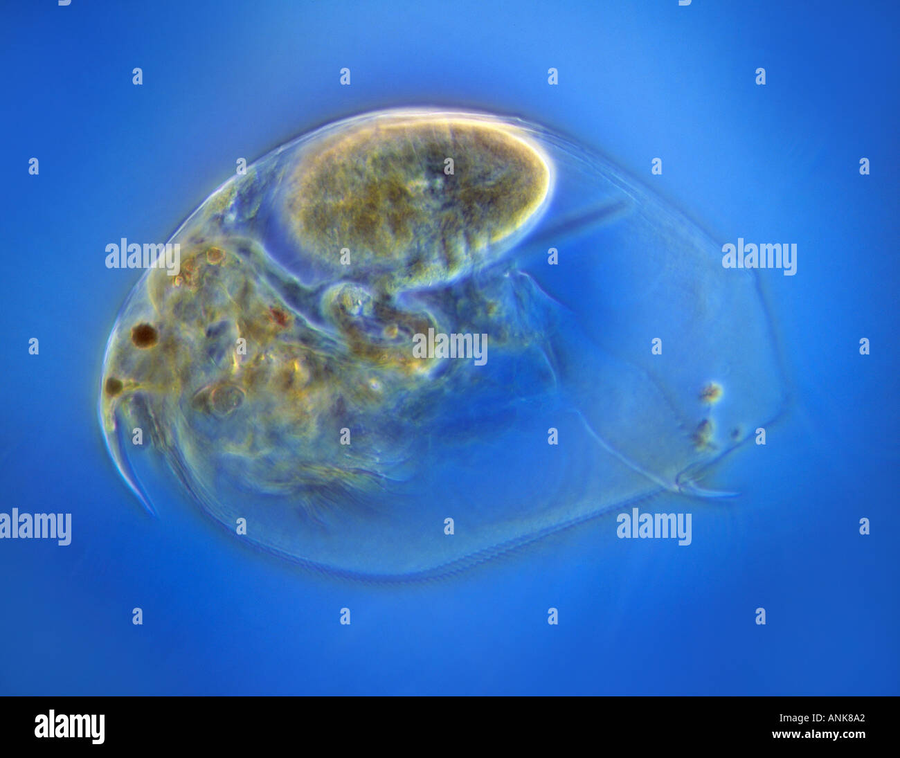 Cladocera hi-res stock photography and images - Alamy