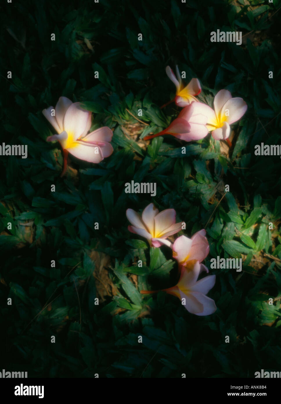 Fallen Frangipani flowers in dapple shade Stock Photo