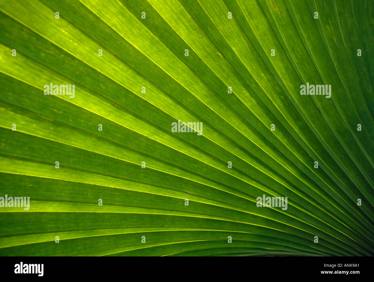 Palm frond backlit Stock Photo