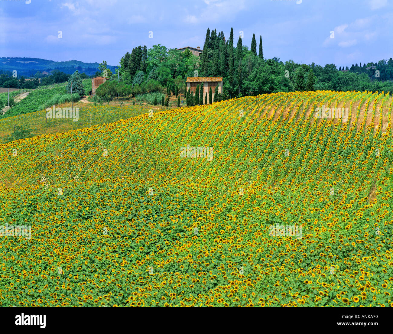Sunflower field tuscany italy hi-res stock photography and images - Alamy