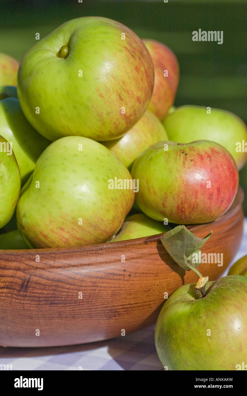 Home grown Bramley apples Malus domestica Bramley Stock Photo Alamy