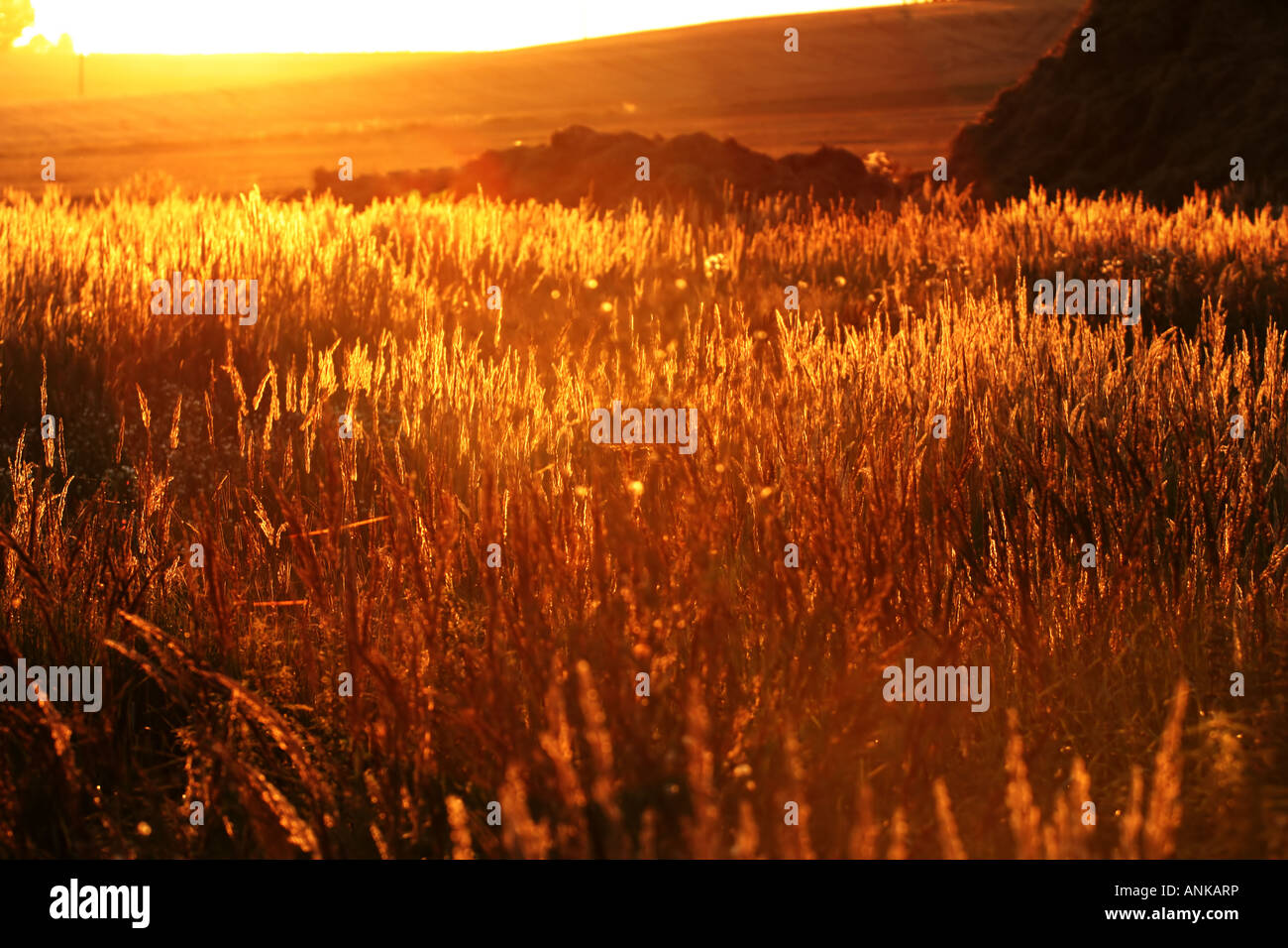 A golden field of grass illuminated by the warm light of the setting ...