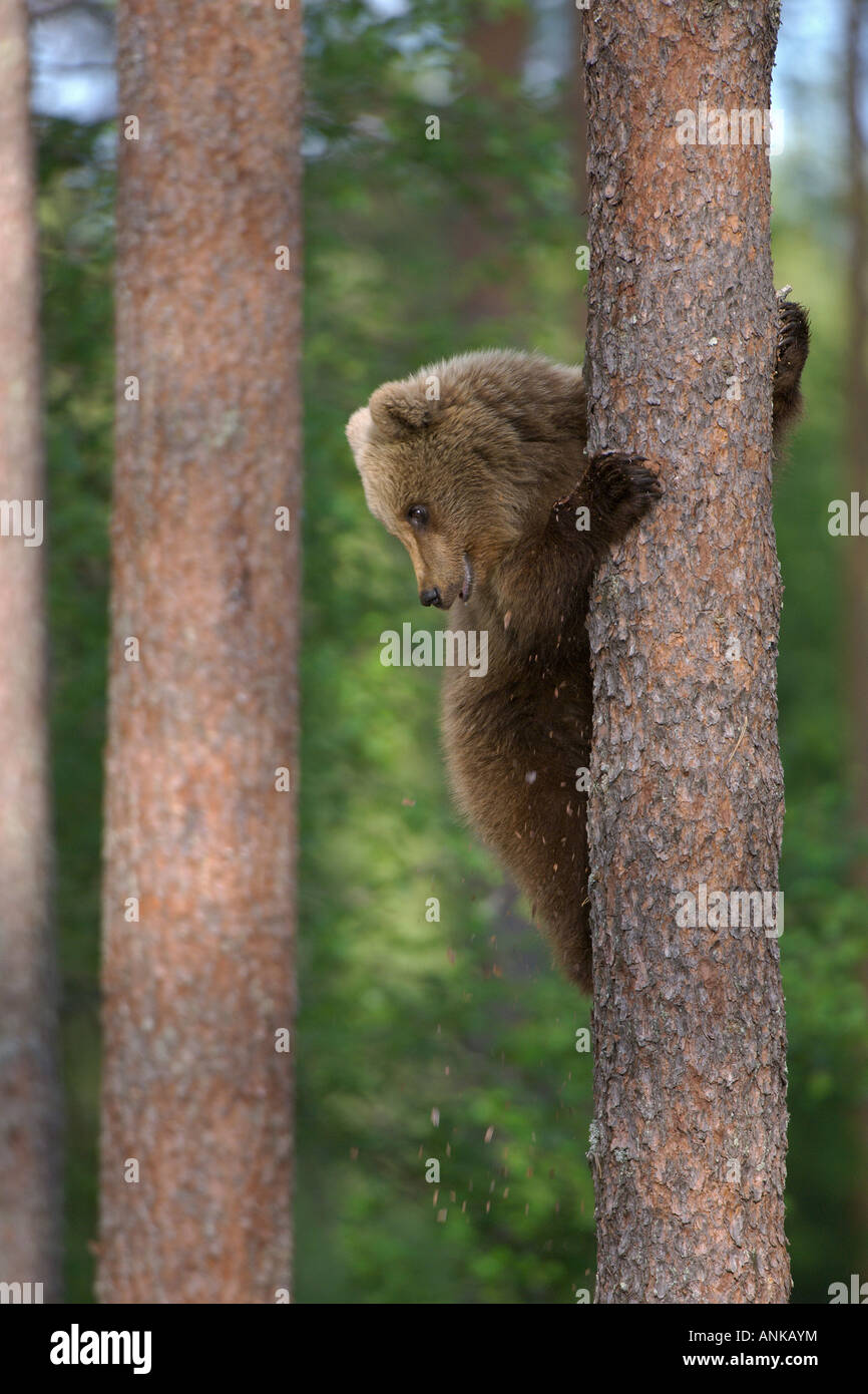 European brown bear Ursus arctos cub climbing pine tree in taiga forest Martinselkonen Finland June Stock Photo